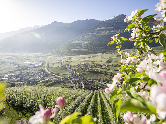 Radfahren oder Spaziergänge durch die Apfelblüte im Vinschgau 
